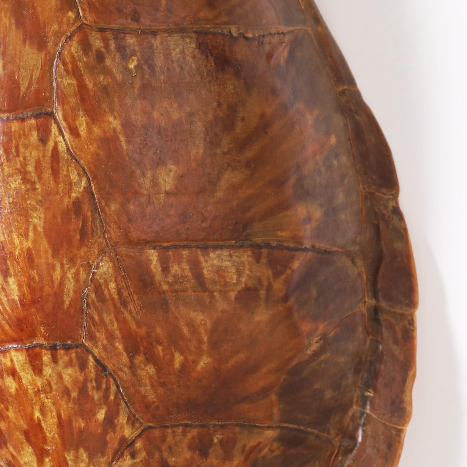 Victorian Antique Turtle Shell or Carapace