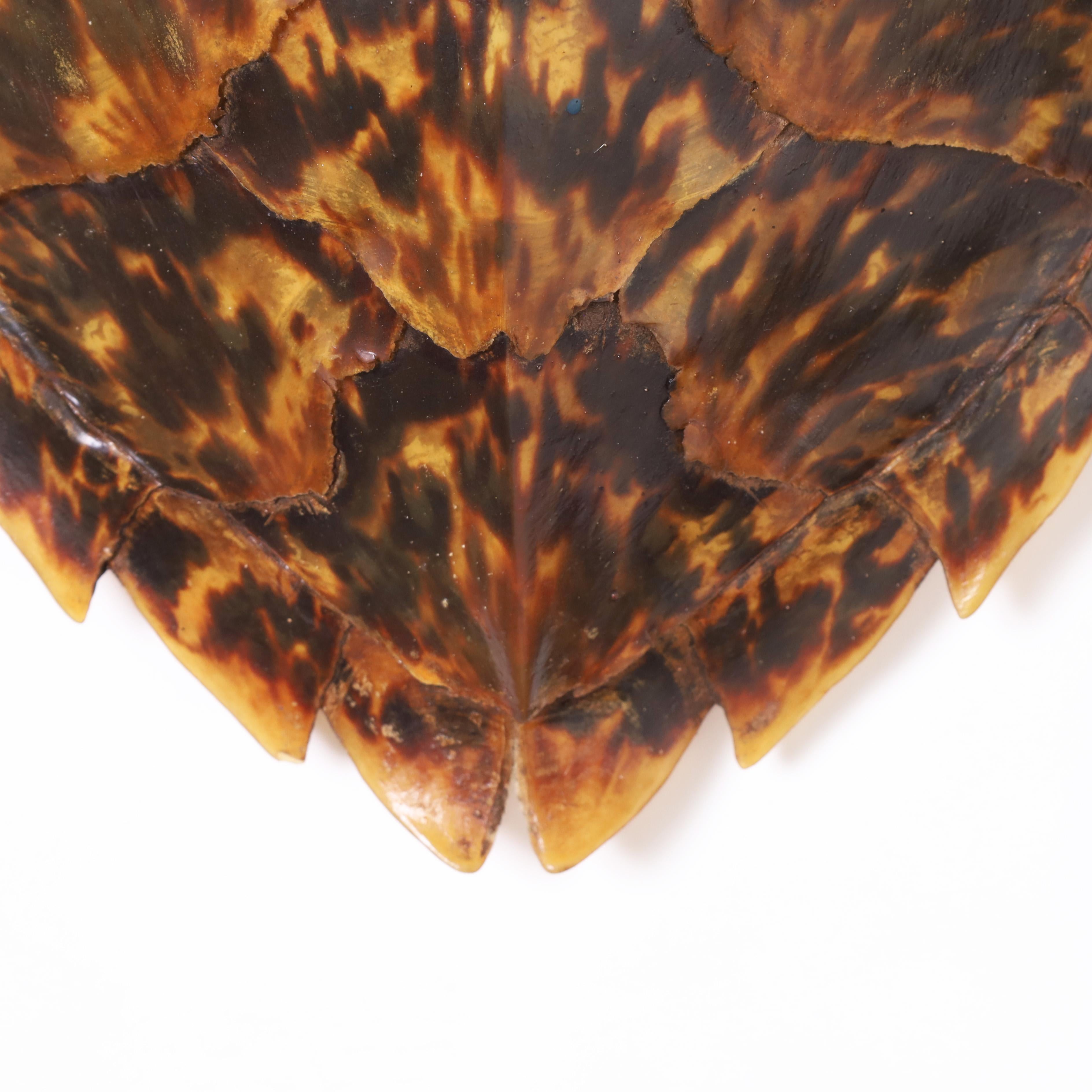 Victorian Antique Turtle Shell or Carapace
