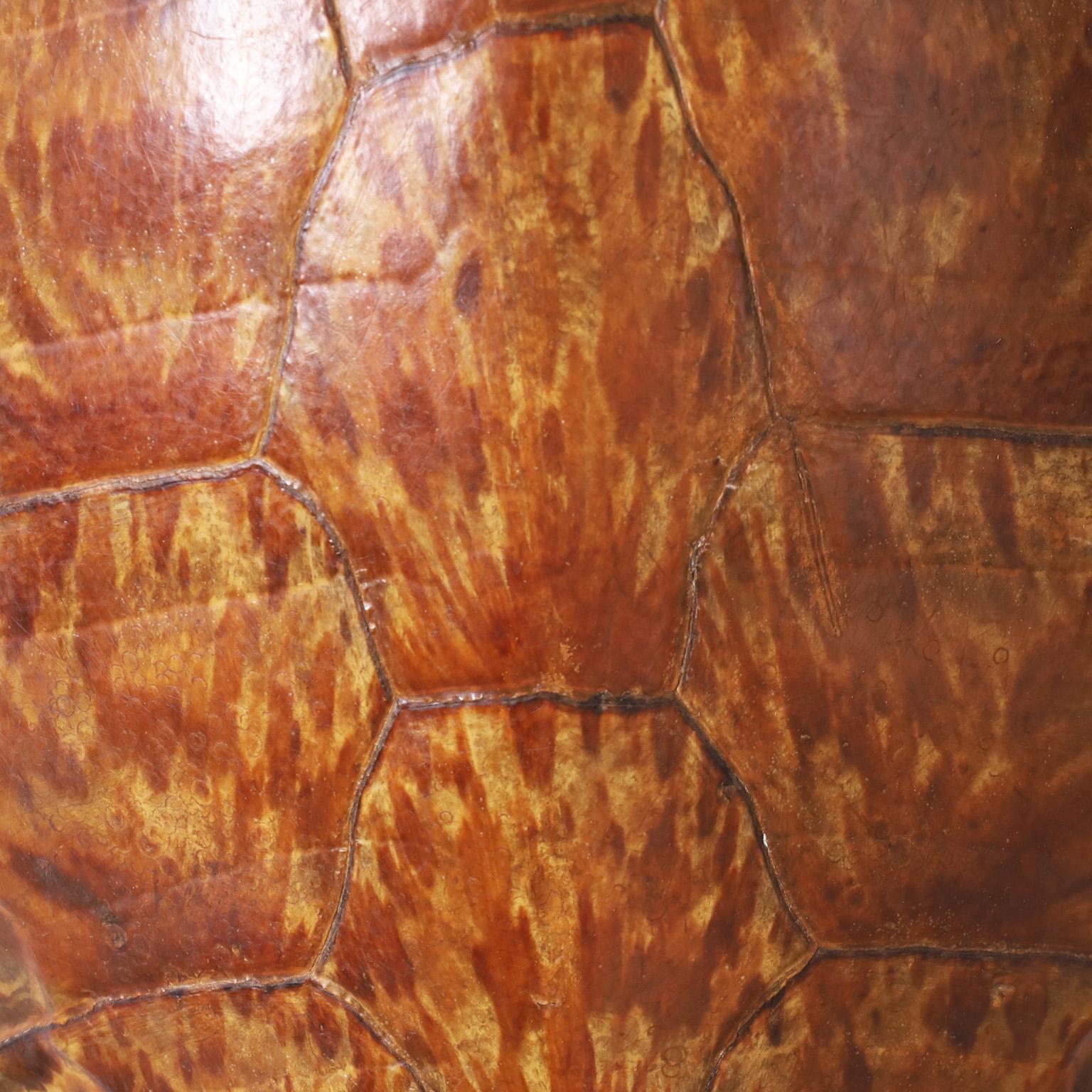 Oceanic Antique Turtle Shell or Carapace