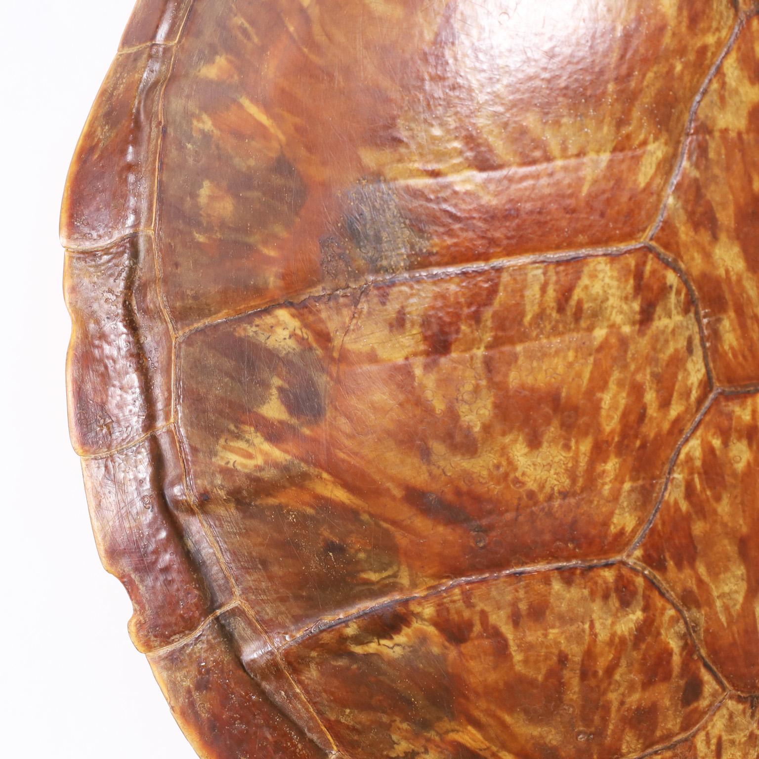 Polished Antique Turtle Shell or Carapace