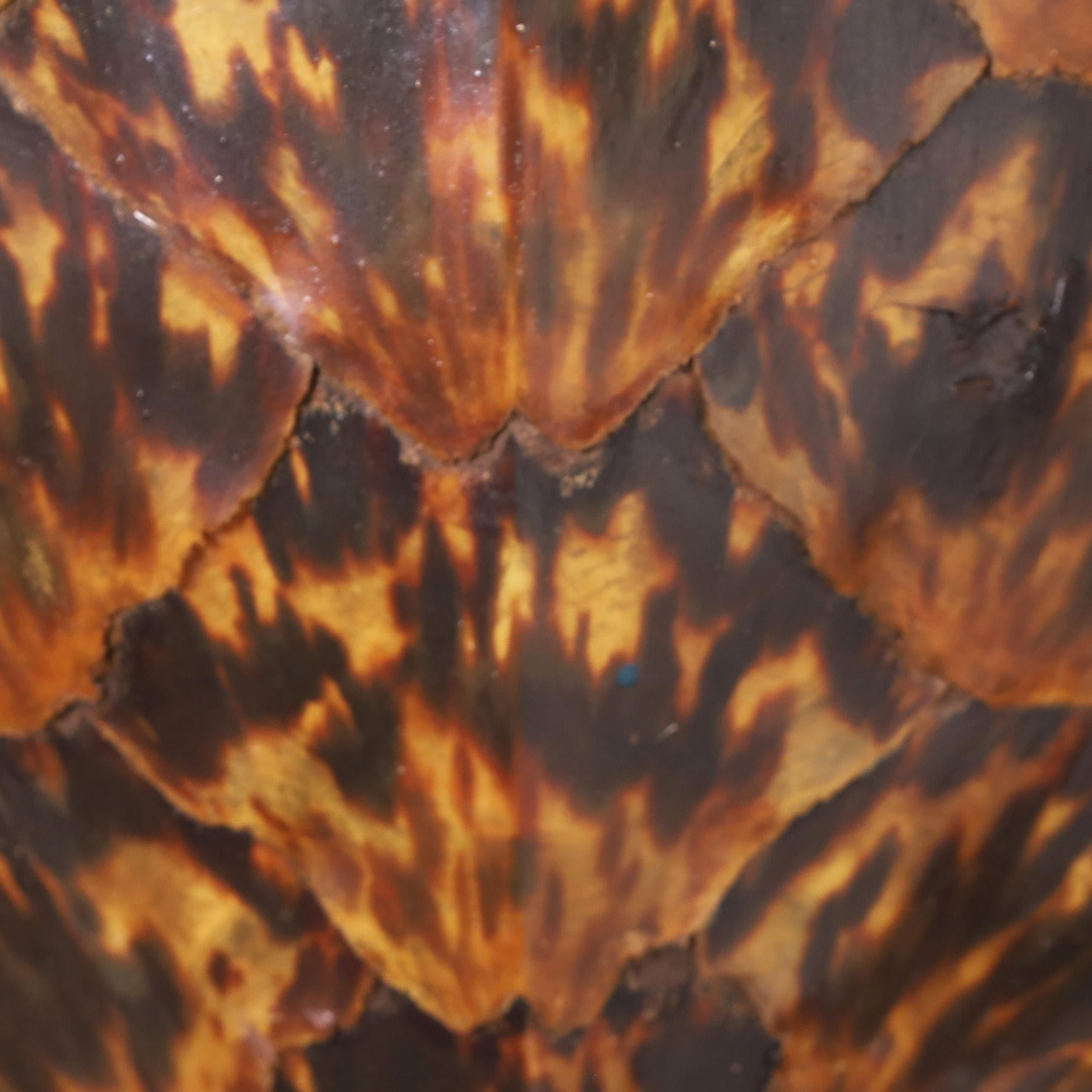 Polished Antique Turtle Shell or Carapace