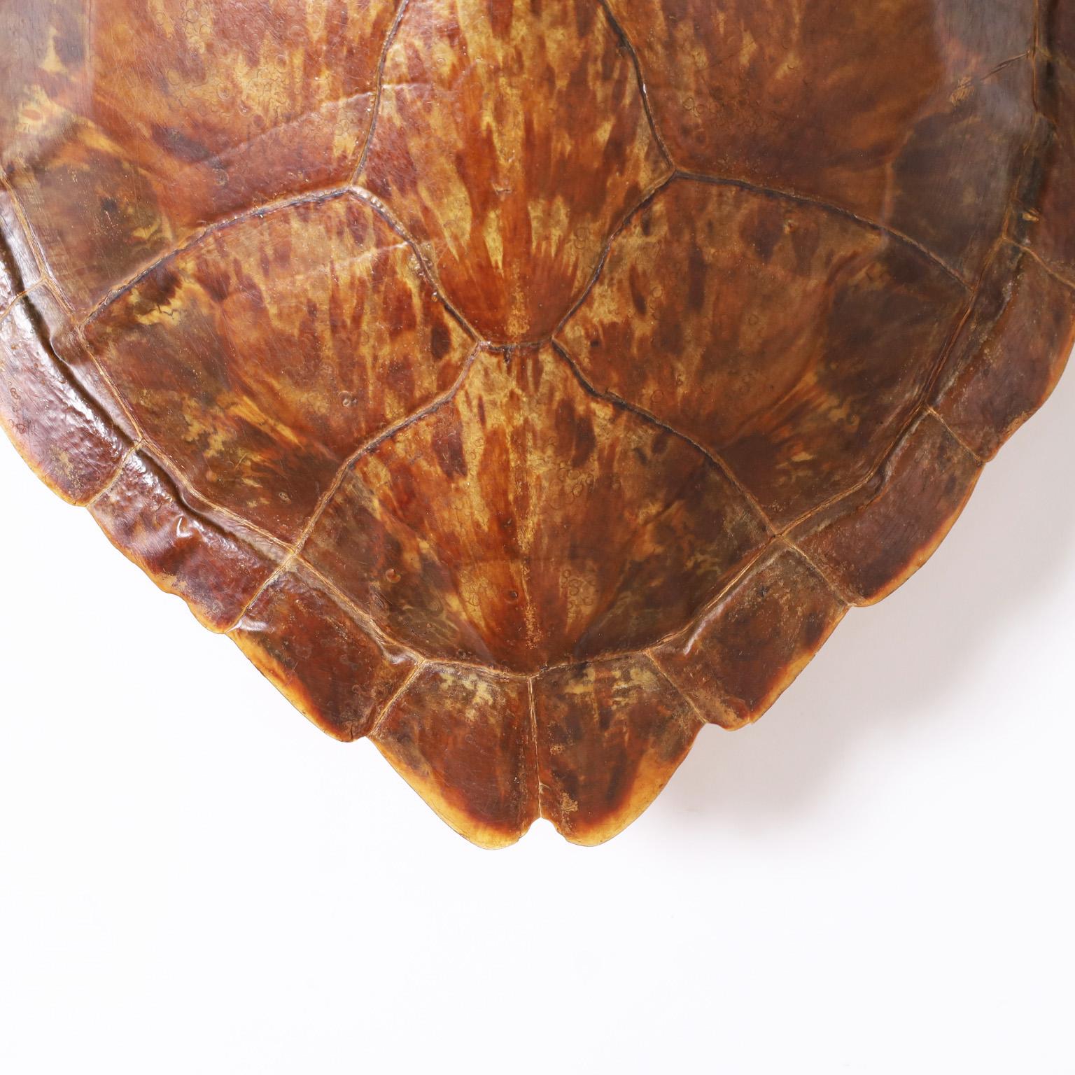 Antique Turtle Shell or Carapace In Good Condition In Palm Beach, FL