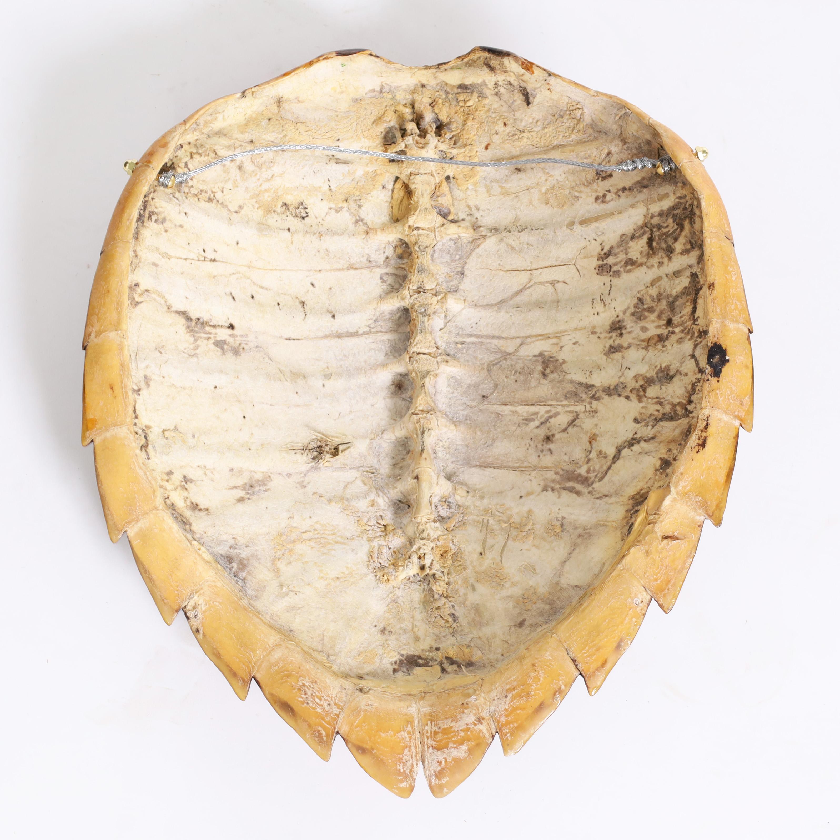 Antique Turtle Shell or Carapace In Good Condition In Palm Beach, FL