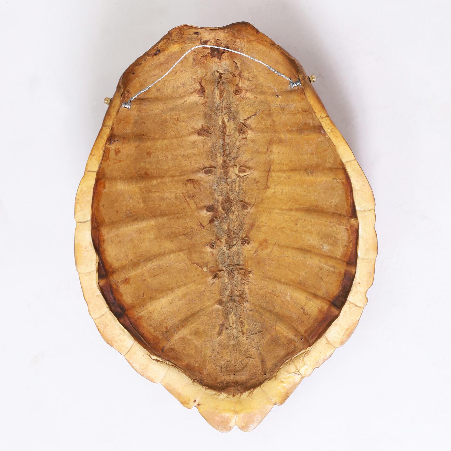 20th Century Antique Turtle Shell or Carapace