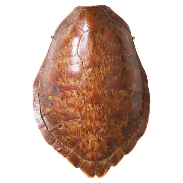 Faux Green Turtle Shell at 1stDibs | faux turtle shell, turtle shell ...