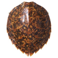 Antique Turtle Shell or Carapace