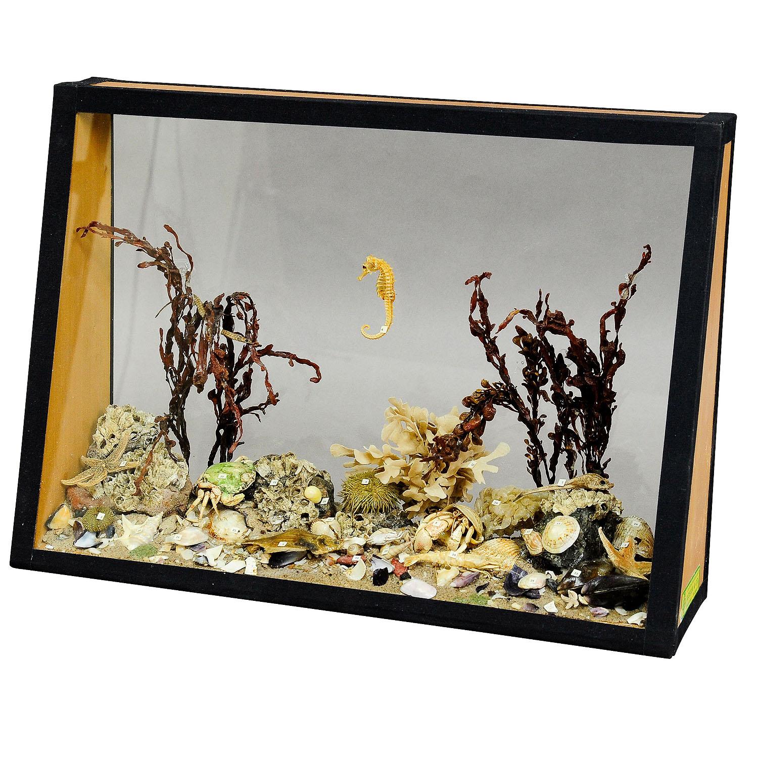 Antique under the water school specimen.

An antique natural wunderkammer glass display with marine life in the depths of the sea. The specimen is set up like an aquarium with sea stars, sea urchin, fishes, prawn, crustaceans, plants, stones ..... .