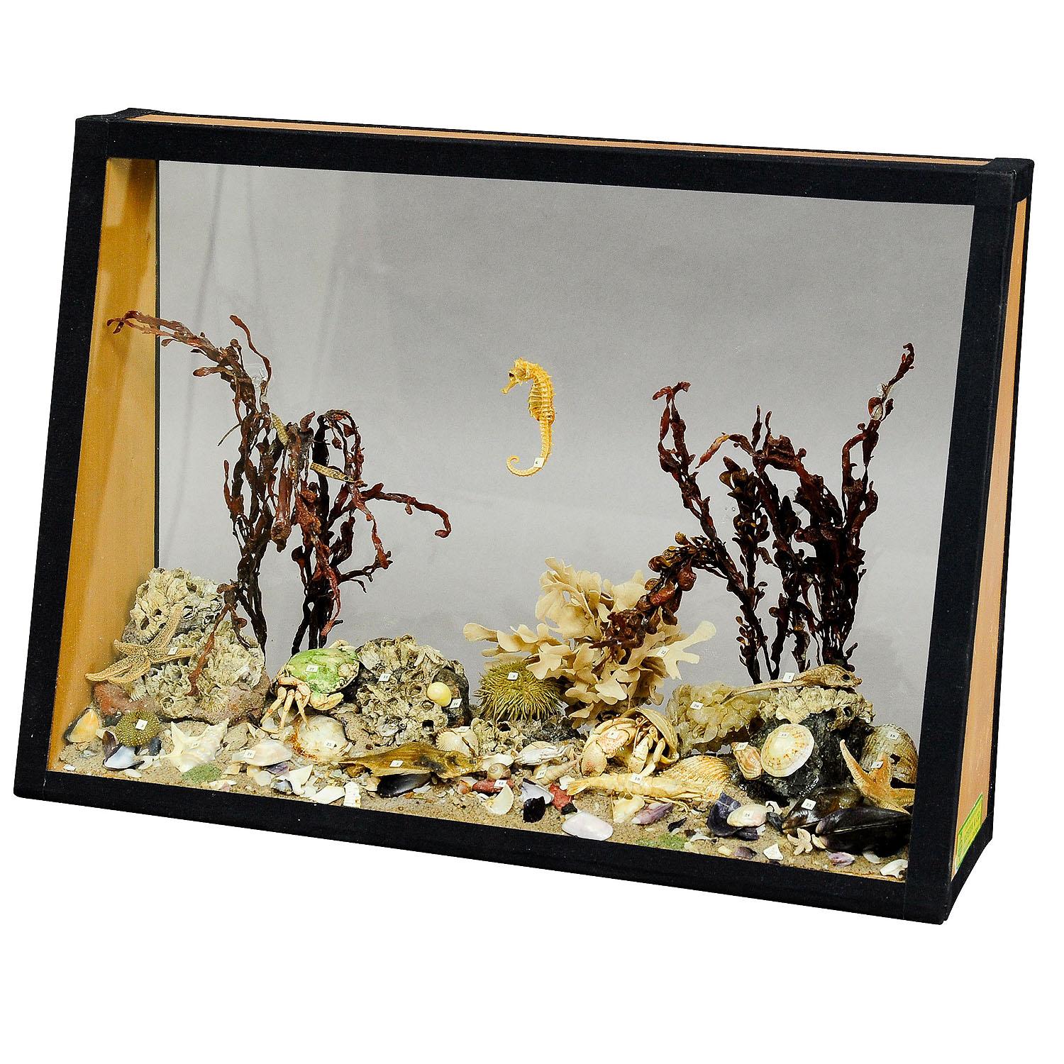 Antiguo ejemplar escolar bajo el agua.

Un antiguo expositor de cristal natural wunderkammer con vida marina en las profundidades del mar. El ejemplar está montado como un acuario con estrellas de mar, erizos, peces, gambas, crustáceos, plantas,