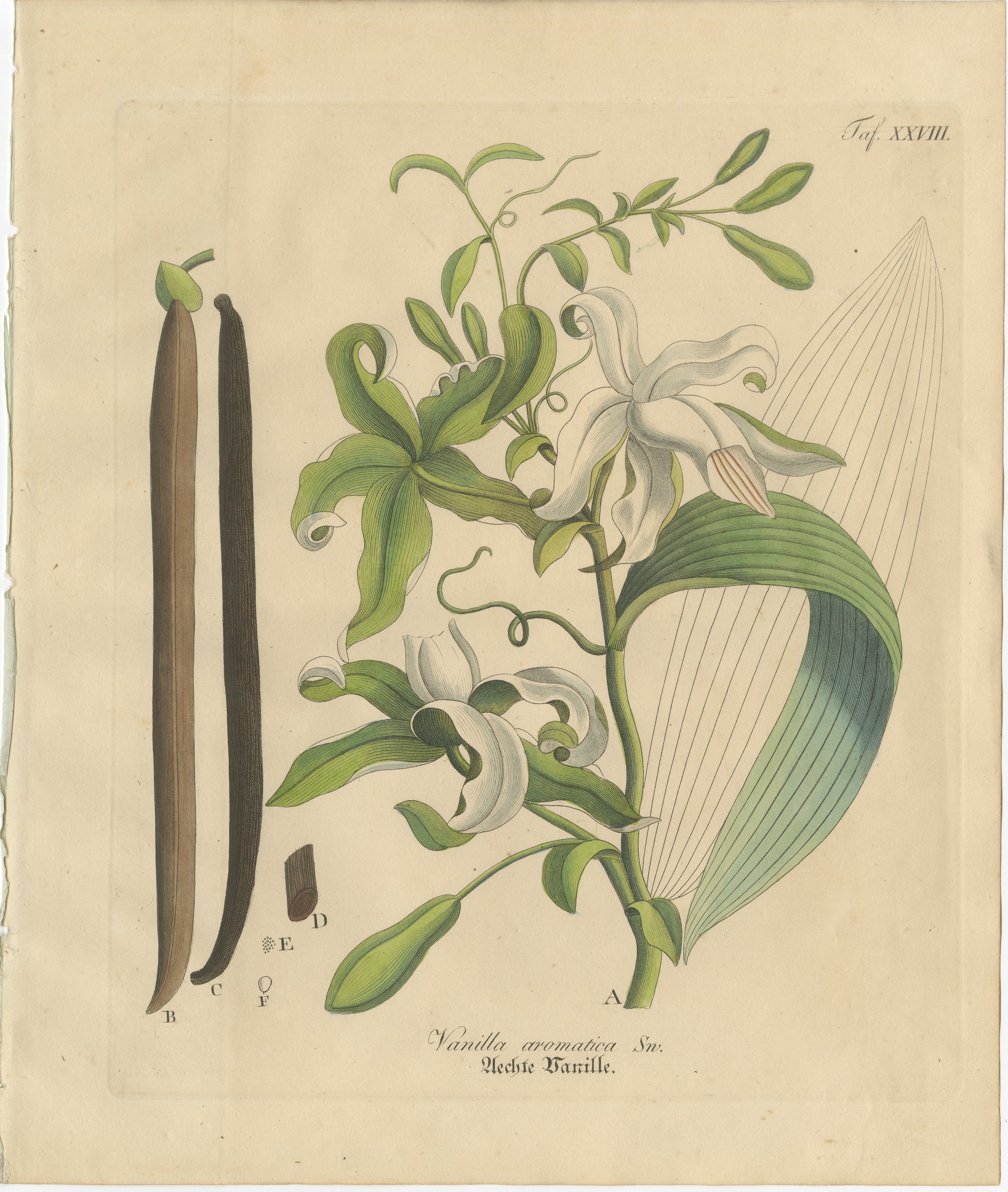 Antique Vanilla Botanical Print, Vanilla Aromatica, Hand Colored, c.1831