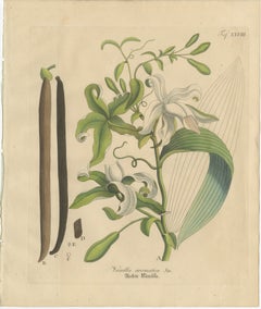 Antiker Vanille-Botanikdruck, Vanilla Aromatica, handkoloriert, um 1831