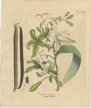 Antique Vanilla Botanical Print, Vanilla Aromatica, Hand Colored, c.1831, view 2