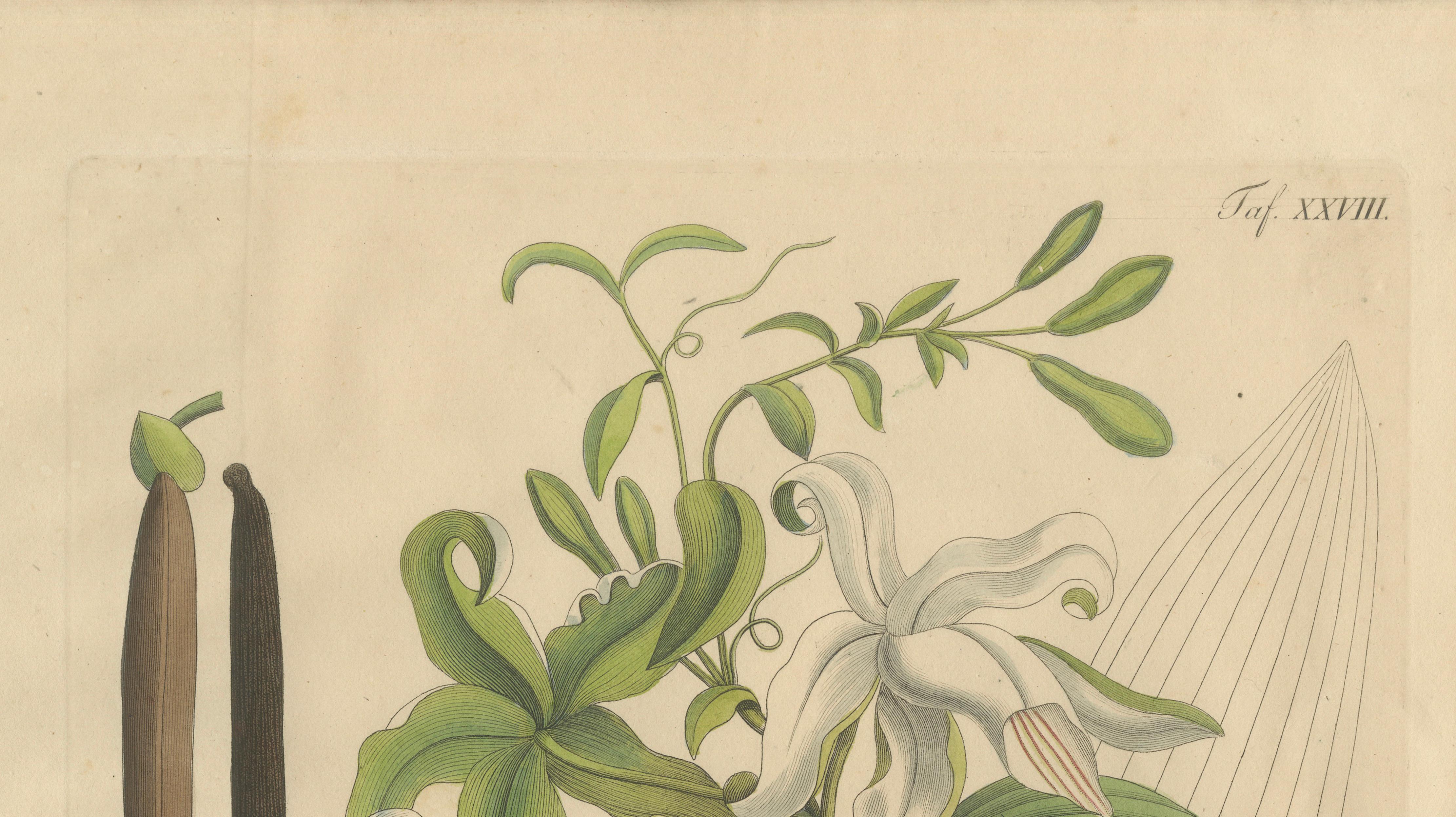 Antique Vanilla Botanical Print, Vanilla Aromatica, Hand Colored, c.1831