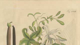 Antique Vanilla Botanical Print, Vanilla Aromatica, Hand Colored, c.1831, view 3