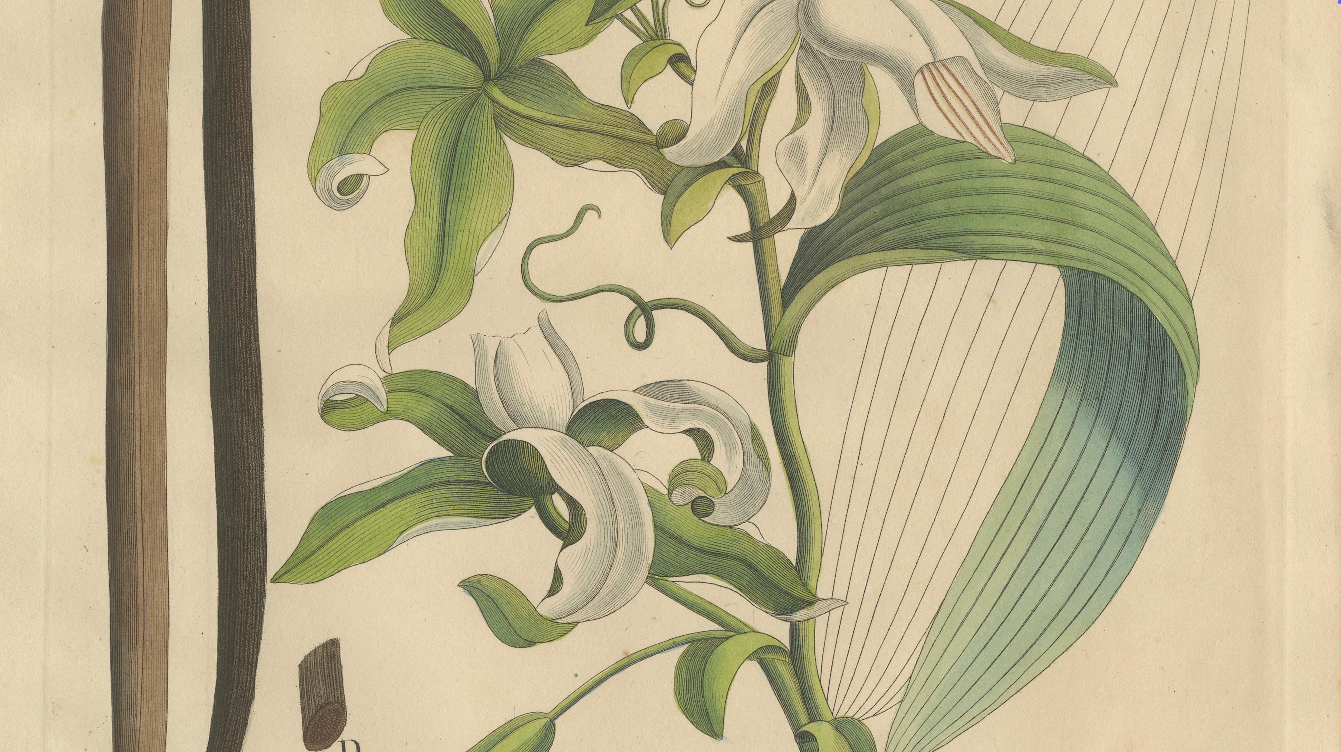 Antique Vanilla Botanical Print, Vanilla Aromatica, Hand Colored, c.1831