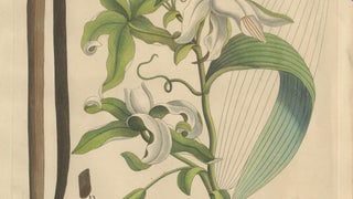 Antique Vanilla Botanical Print, Vanilla Aromatica, Hand Colored, c.1831, view 4