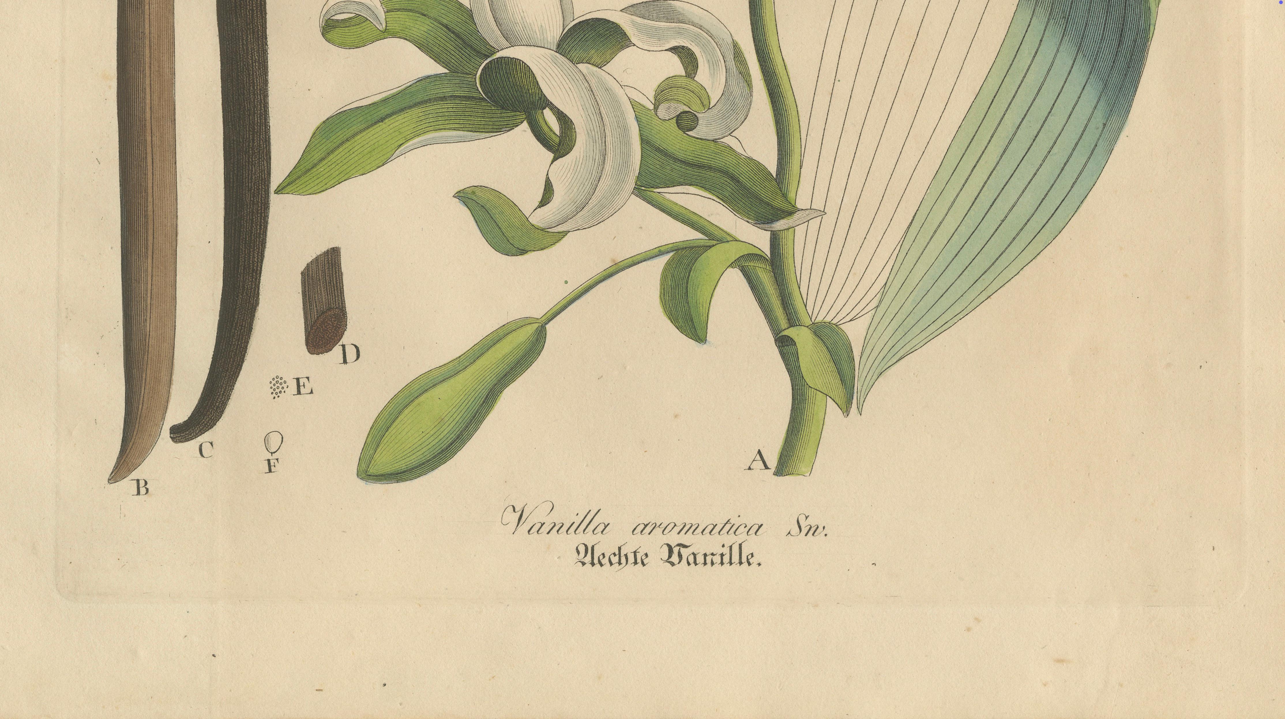Antique Vanilla Botanical Print, Vanilla Aromatica, Hand Colored, c.1831