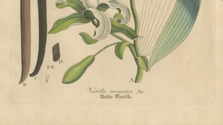 Antique Vanilla Botanical Print, Vanilla Aromatica, Hand Colored, c.1831, view 5