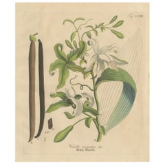 Antique Vanilla Botanical Print, Vanilla Aromatica, Hand Colored, c.1831