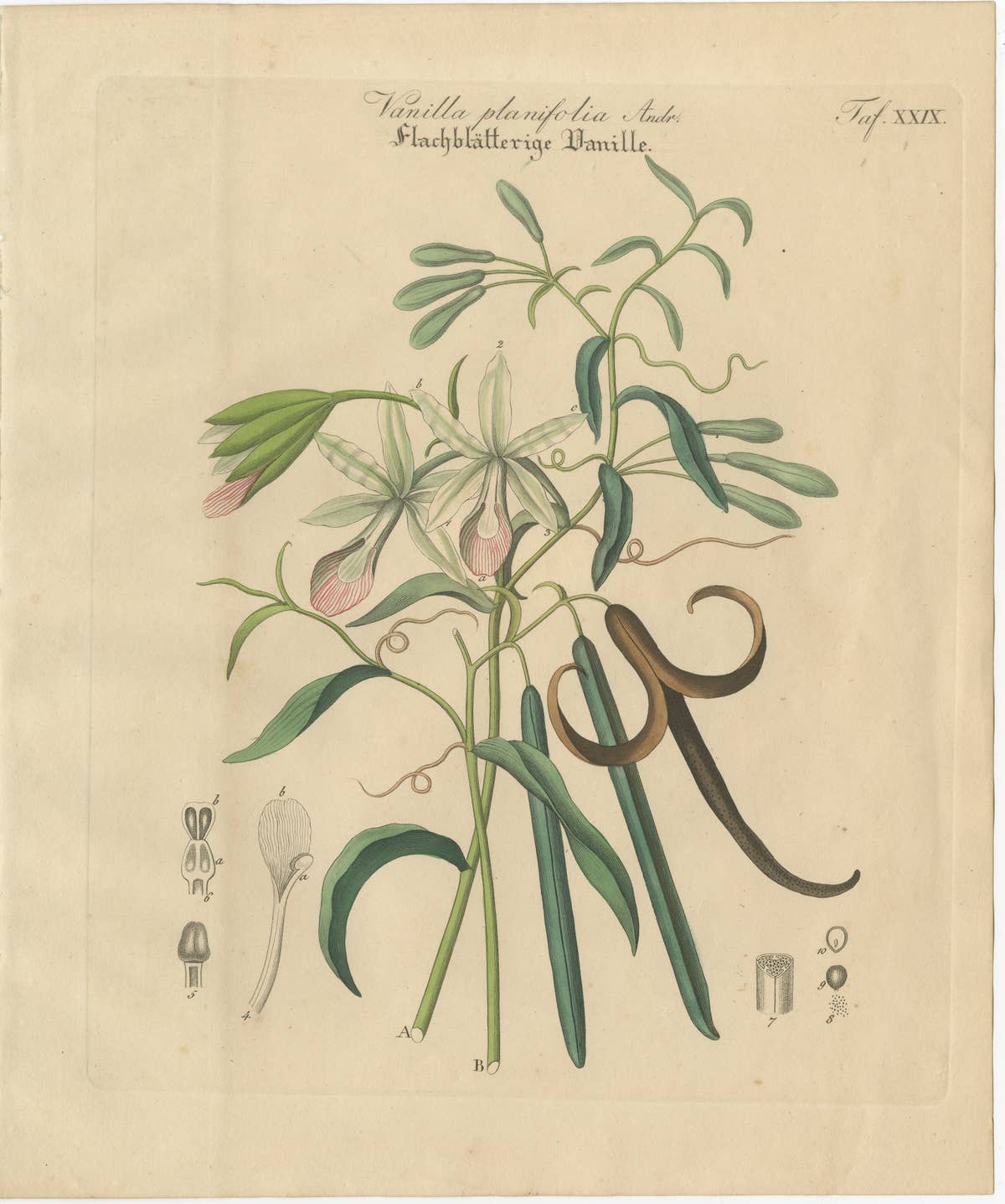 Antique Vanilla Botanical Print, Vanilla Planifolia, Hand Colored, c.1831