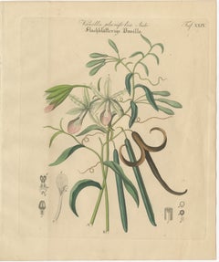 Antique Vanilla Botanical Print, Vanilla Planifolia, Hand Colored, c.1831