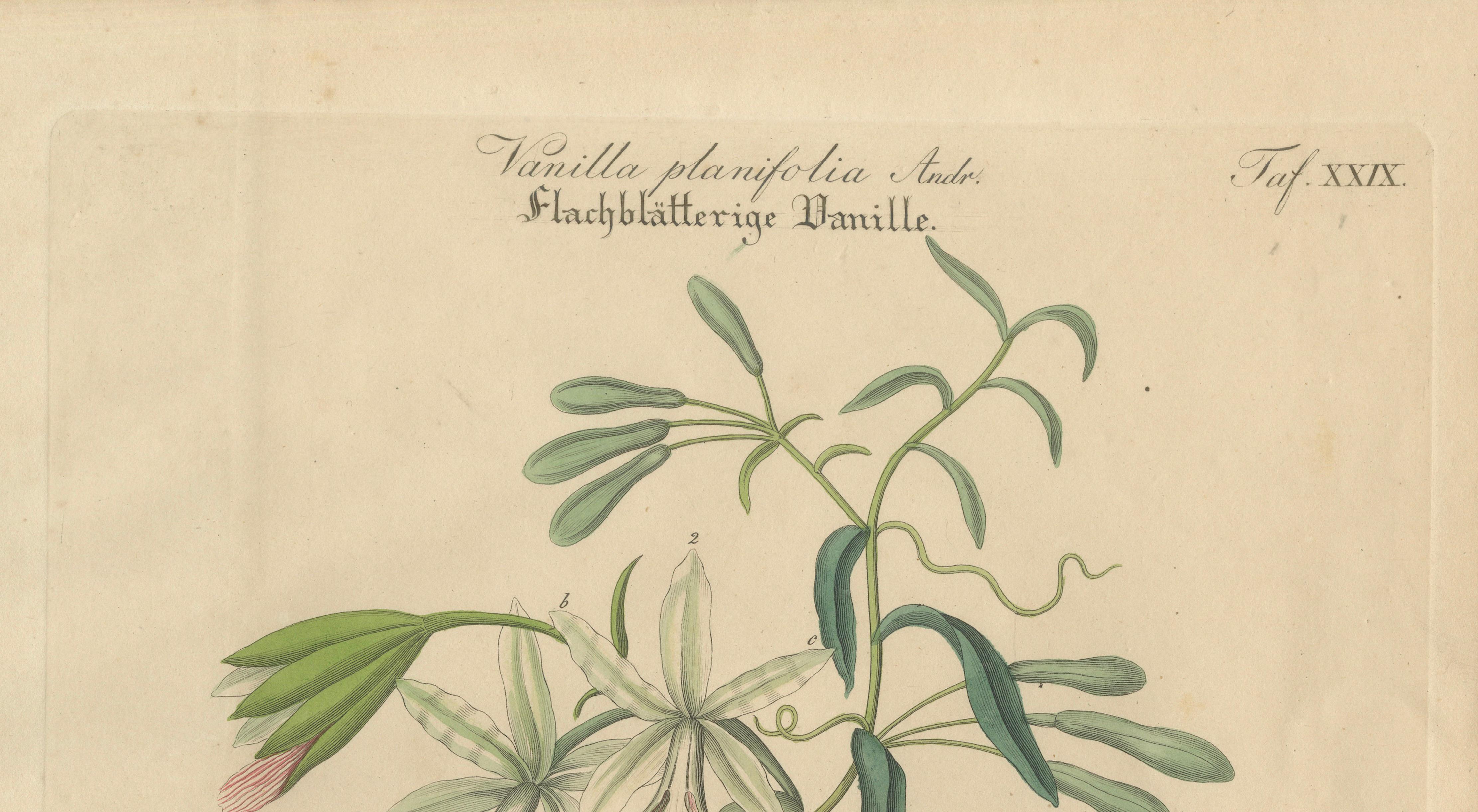 Antique Vanilla Botanical Print, Vanilla Planifolia, Hand Colored, c.1831