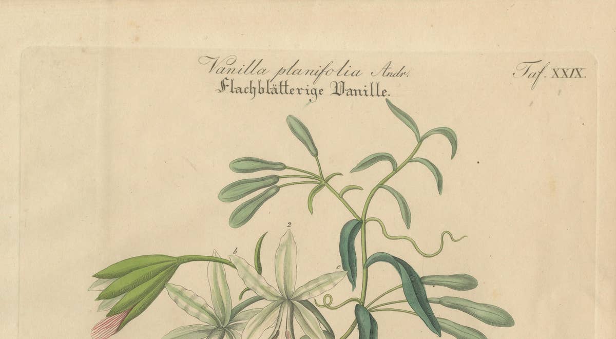 Antique Vanilla Botanical Print, Vanilla Planifolia, Hand Colored, c.1831