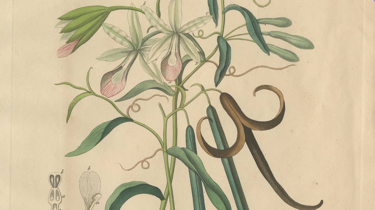 Antique Vanilla Botanical Print, Vanilla Planifolia, Hand Colored, c.1831