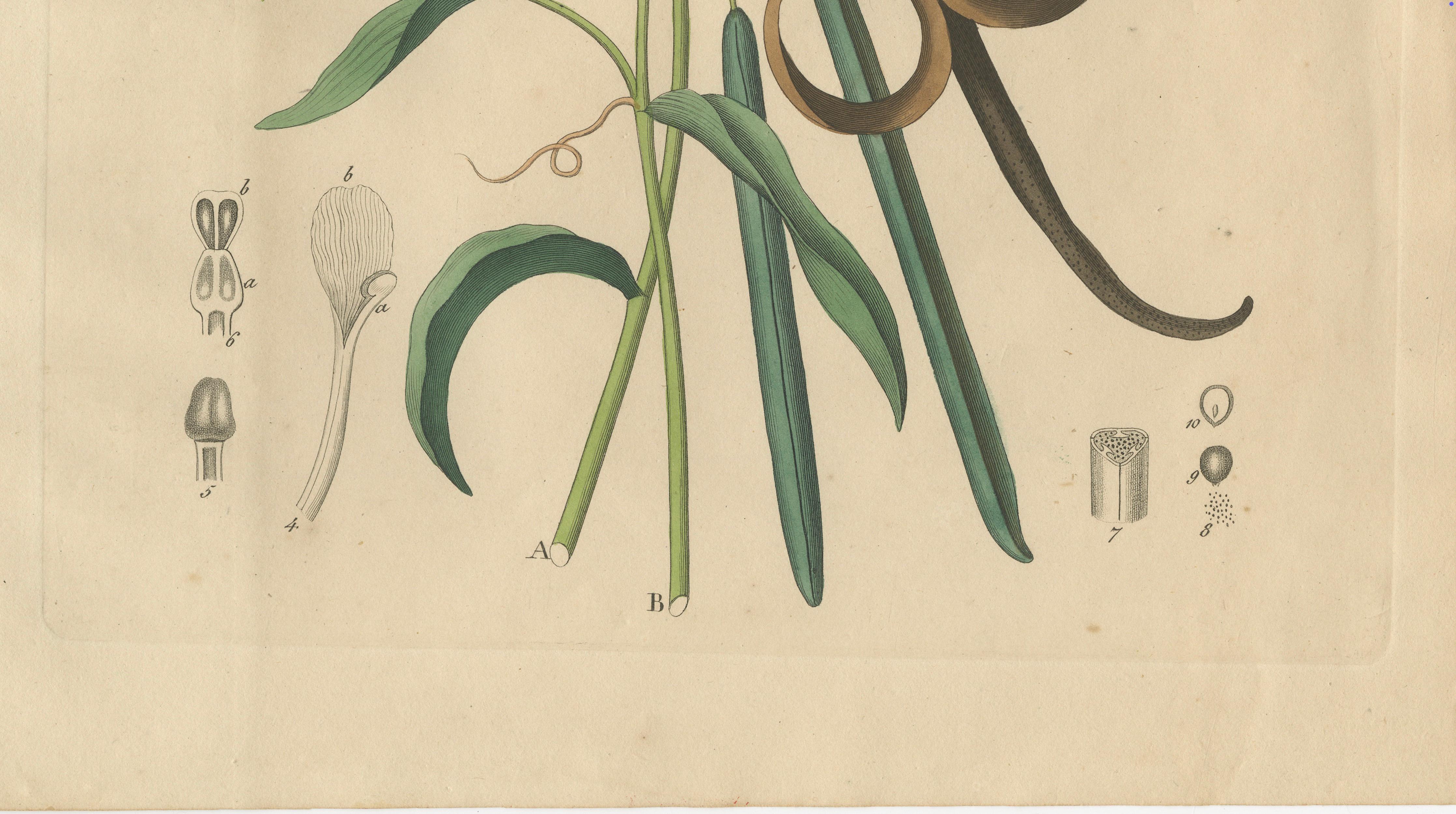 Antique Vanilla Botanical Print, Vanilla Planifolia, Hand Colored, c.1831