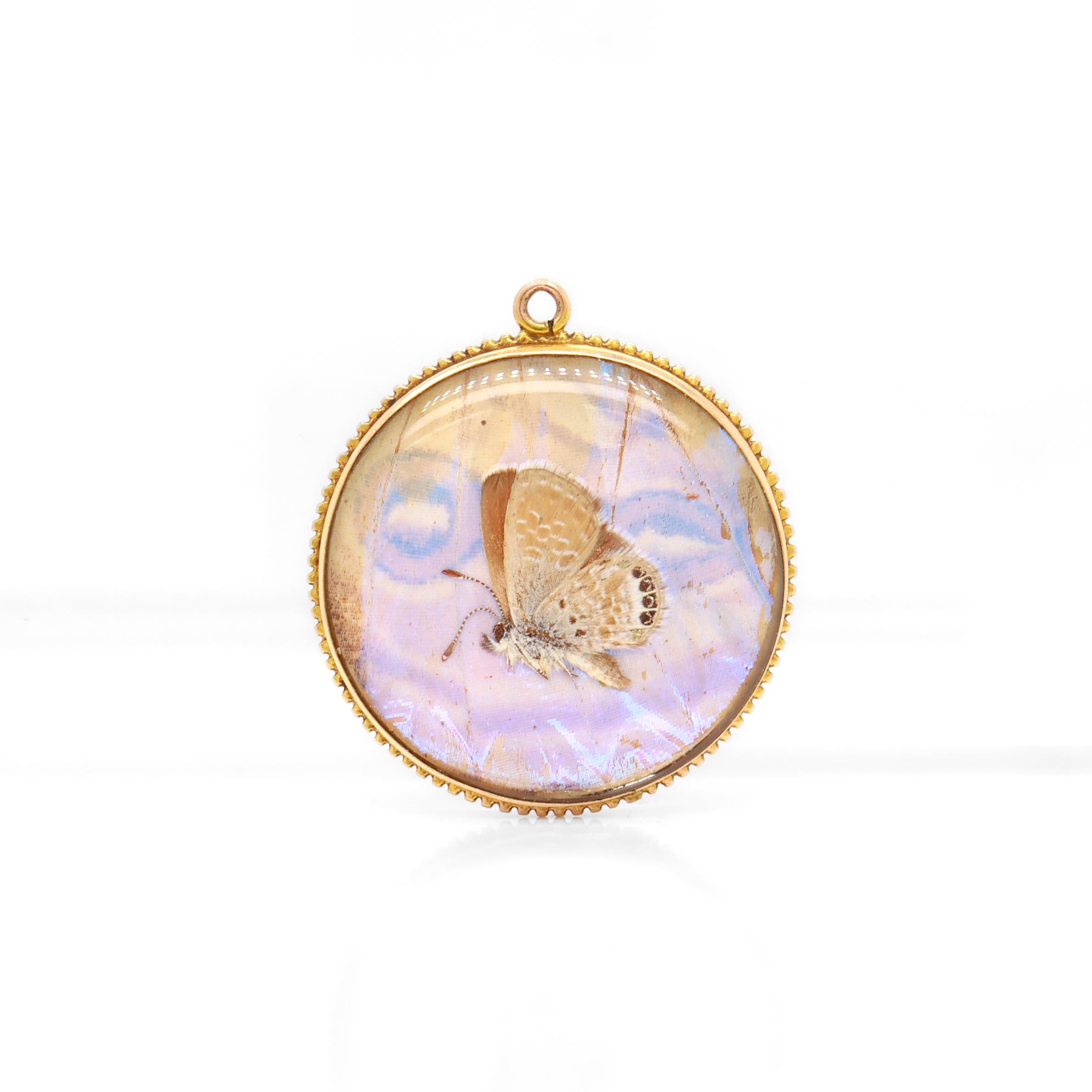 A fine antique Victorian gold & real butterfly wing double-sided charm or pendant.

With a very small brown moth mounted on a brilliant blue real Morpho butterfly wing to one side and another wing to the reverse.

Mounted in a 14 karat yellow gold