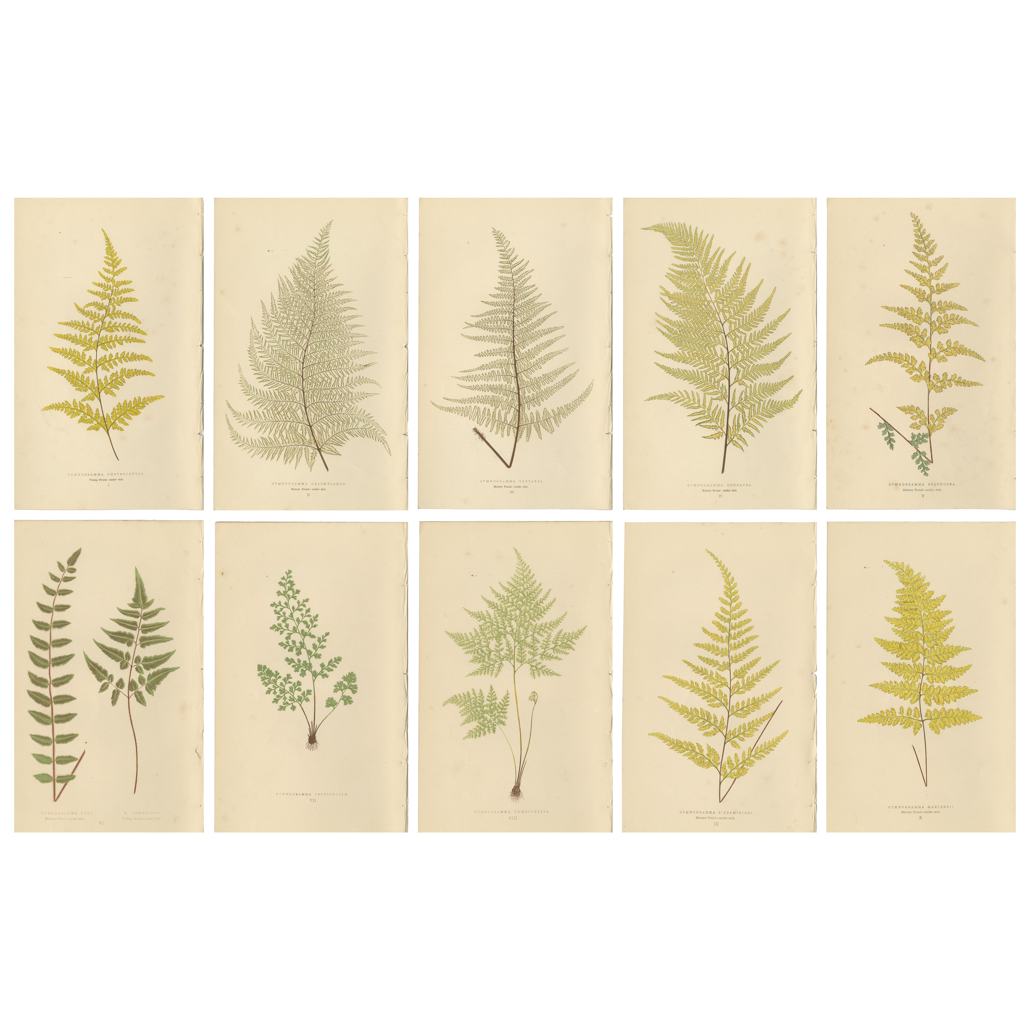 Antique Victorian Fern Botanical Prints, Gymnogramma Plates Wall Art 1856