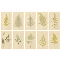 Antique Victorian Fern Botanical Prints, Gymnogramma Plates Wall Art 1856