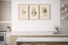 Antique Victorian Fern Botanical Prints, Niphobolus Studies Decorative Set 1856