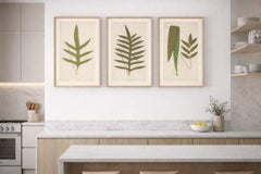 Antike viktorianische Farn Botanische Drucke, Polypodium Dekorative Studie Set 1856