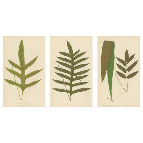 Antique Victorian Fern Botanical Prints, Polypodium Decorative Study Set 1856