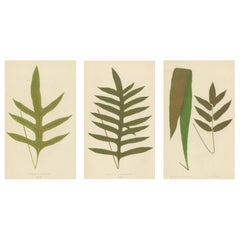 Antike viktorianische Farn Botanische Drucke, Polypodium Dekorative Studie Set 1856