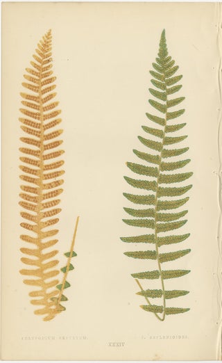 Antique Victorian Fern Botanical Prints Set, Polypodium Studies Wall Art 1856, view 10