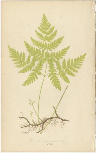 Antique Victorian Fern Botanical Prints Set, Polypodium Studies Wall Art 1856, view 3