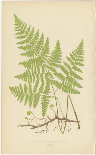 Antique Victorian Fern Botanical Prints Set, Polypodium Studies Wall Art 1856, view 4