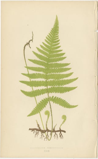 Antique Victorian Fern Botanical Prints Set, Polypodium Studies Wall Art 1856, view 5