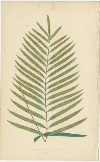 Antique Victorian Fern Botanical Prints Set, Polypodium Studies Wall Art 1856, view 6