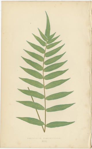 Antique Victorian Fern Botanical Prints Set, Polypodium Studies Wall Art 1856, view 7