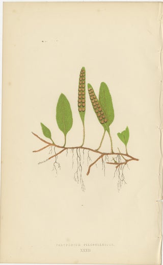 Antique Victorian Fern Botanical Prints Set, Polypodium Studies Wall Art 1856, view 8