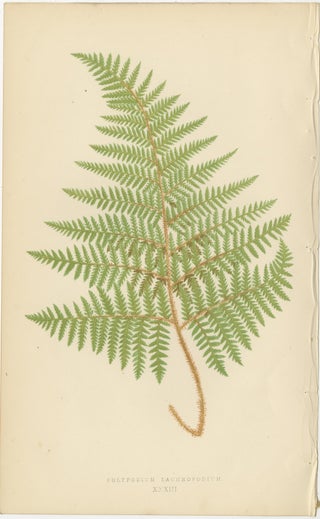 Antique Victorian Fern Botanical Prints Set, Polypodium Studies Wall Art 1856, view 9