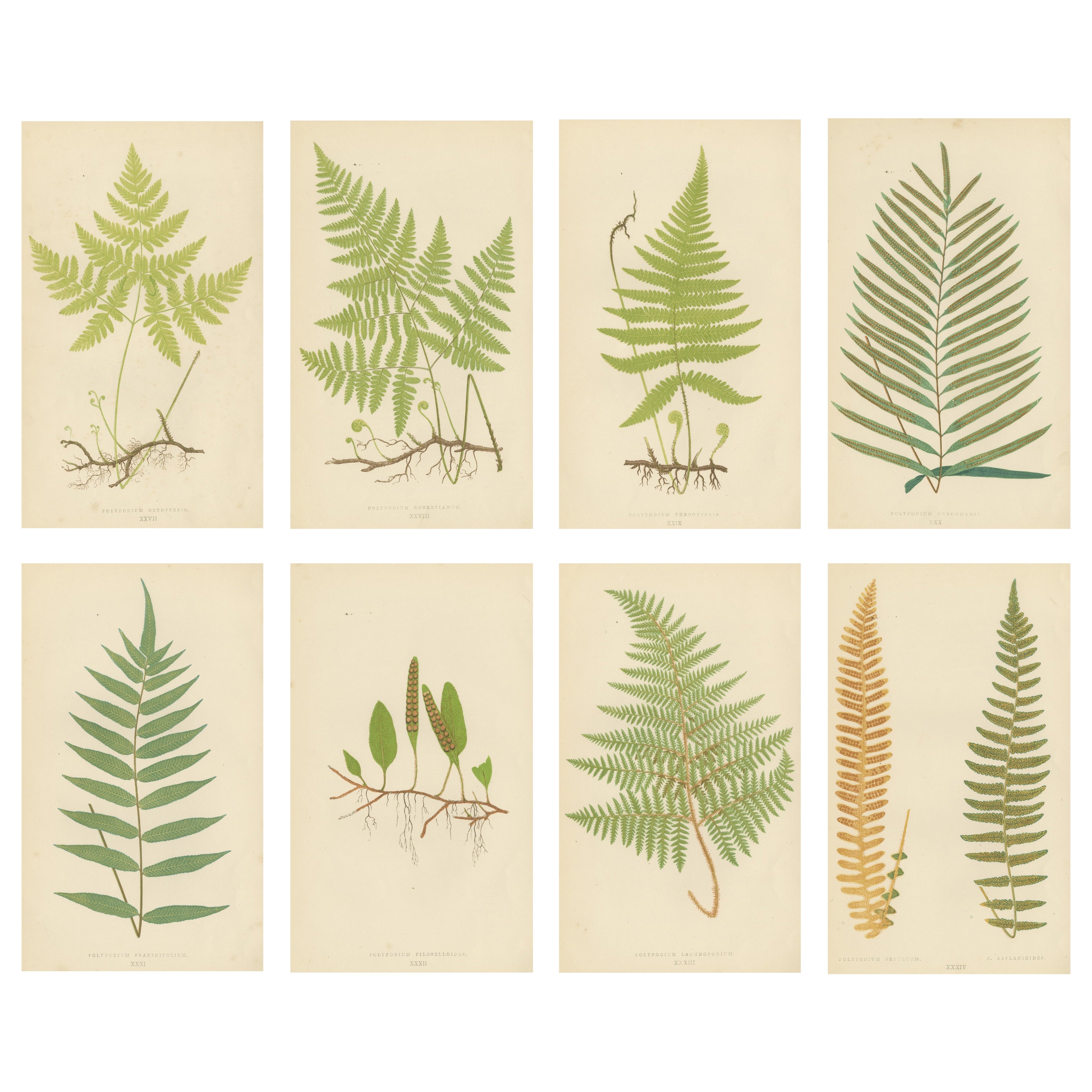 Antique Victorian Fern Botanical Prints Set, Polypodium Studies Wall Art 1856