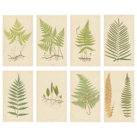Antique Victorian Fern Botanical Prints Set, Polypodium Studies Wall Art 1856