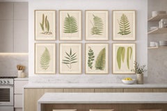 Antiguo Conjunto Victoriano de Impresiones Botánicas de Helechos, Arte de Pared Polipodio 1856