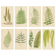 Antiguo Conjunto Victoriano de Impresiones Botánicas de Helechos, Arte de Pared Polipodio 1856