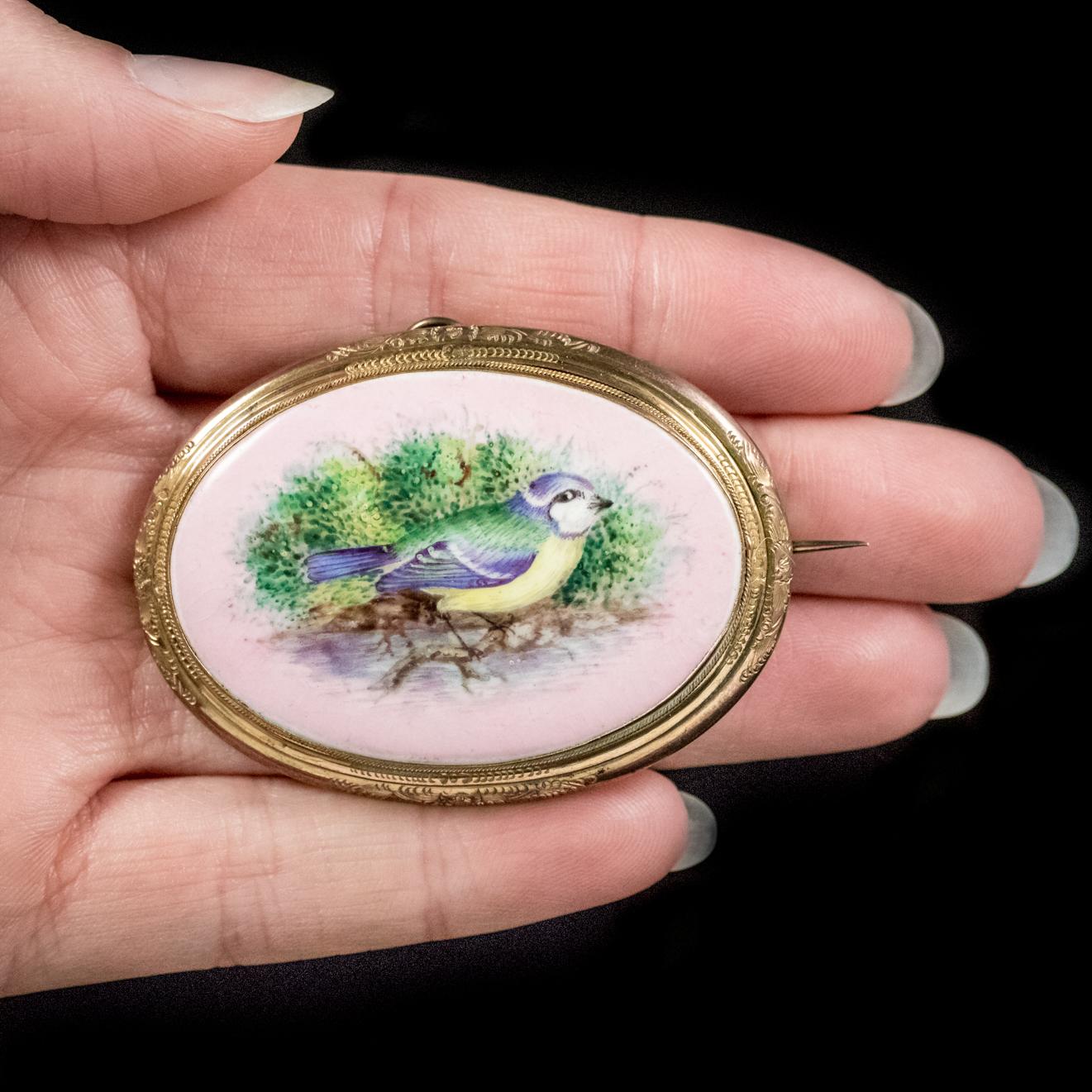 Antique Victorian Hand-Painted Blue Tit Brooch 18 Carat Gold Gilt, circa 1890 For Sale 2