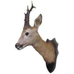 Antique Victorian Mounted Head Taxidermy Roe Deer