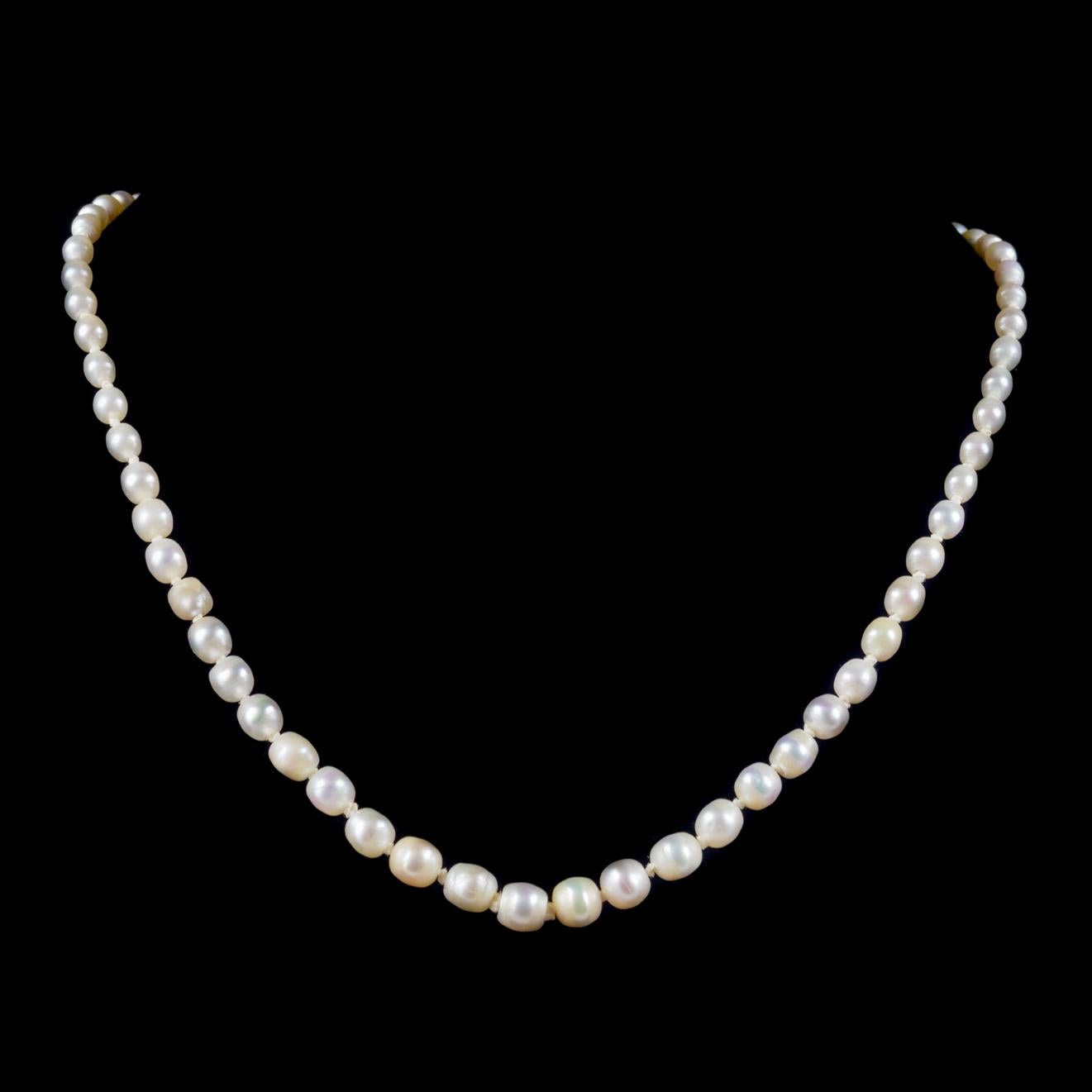 Eine elegante antike viktorianische Halskette aus der Zeit um 1900, gesäumt von reizenden natürlichen Perlen, die in ihrer Größe abgestuft sind und zu einem fabelhaften, mit Diamanten besetzten Silberverschluß führen.  

Perlen sind ein wahres